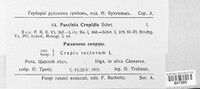 Puccinia crepidis image